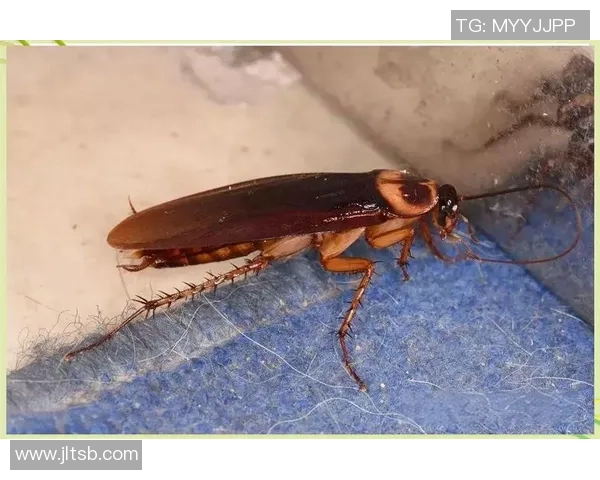 蟑螂足球的奇妙冒险：探索小生物的竞技世界与人类的奇特互动